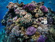 Amazing colorful coral reef and exotic fishes of Red Sea