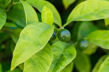 Wall Mural - Lime Trees With Fruits Closeup