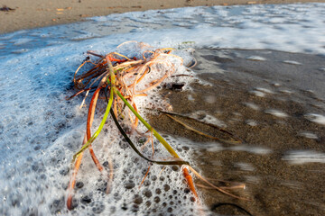 Wall Mural - Mare di Maremma in inverno