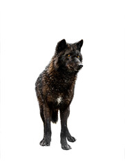 Wall Mural - canadian wolf isolated on white background