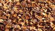 Close-up of autumn leaves on the ground