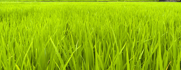 green rice field background