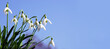 Snowdrops in spring with blue sky, banner, header, headline, panorama