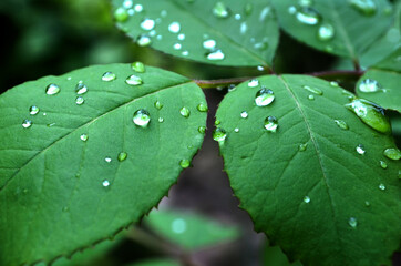 Green leaf of garden rose covered with morning dew