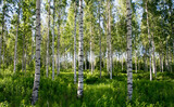 Summer birch forest, Finland