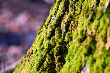 Green moss on the tree bark