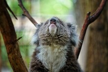 Close-up Of Koala On Tree