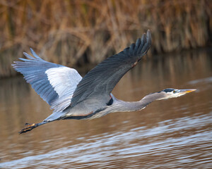 Close view of a blue heron flying, seen in a North California