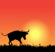 Vector bull silhouette on sunset
