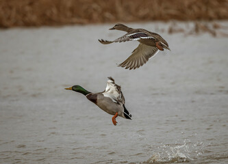 Wall Mural - mallard