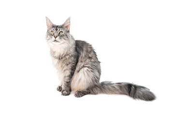 Poster - Grey Maine Coon cat sits on a white background