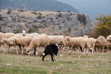 Sheepdog Leading A Flock Of Sheep, Gollorio, Guadalajara, Spain