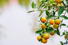 Low Angle View Of Fruits Growing On Tree
