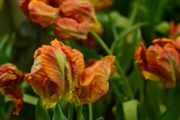 Wall Mural - close-up flowers