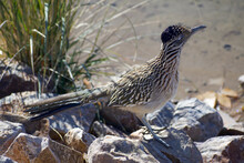 Roadrunner Bird On Rocky Shoreline Alongside Arizona Lake