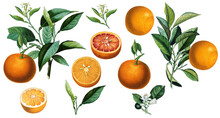 Fruit Arrangement With Vintage Orange Citruses And Green Leaves