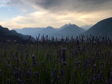 Panoramic View Of Purple Mountains Against Sky
