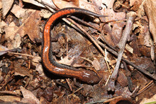 Redback Salamander Resting On Old Leaves. It Gets Its Name From The Prominent Red Stripe On Its Back. 