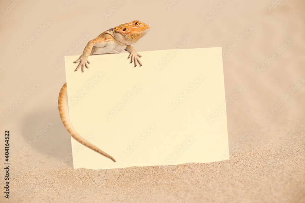 Close-up Of Lizard With Blank Paper On Sand - obrazy, fototapety, plakaty 