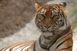 Frontal de tigre recostado sobre su propio cuerpo con la vista al frente.