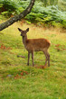 Deer around Eagle Brae in Scotland