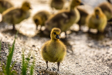 Portrait Of Little Yellow Goslings (baby Goose) Swimming, Walking, Sitting, And Eating On The Green Grass And Flowers By The Water