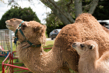 camels in the zoo