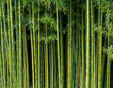 Fototapeta Dziecięca - Simple bamboo background,