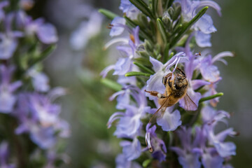 Wall Mural - Bee on Rosemary