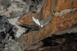 Fototapeta Tulipany - Cockatoo taking off from a Cliff Ledge