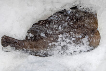 Fresh Chilled Flounder In Ice