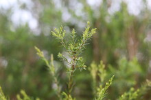 Green Branch Of Juniperus Virginiana Or Virginian Juniper Or Eastern Juniper
