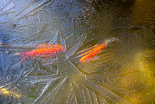 Two Goldfishes Under An Ice Layer