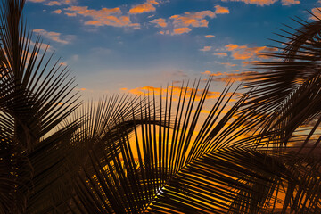 Wall Mural - Palmes de cocotiers sur fond de soleil couchant 