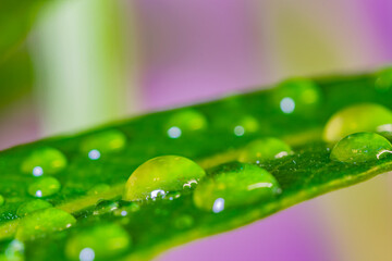 Macro shot of water drops on Oleander leaf. Colorful background