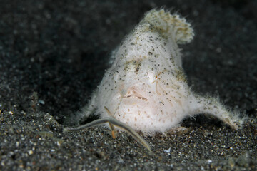 Wall Mural - Whie hairy frogfish hunting for prey - Antennarius striatus