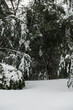 krajobraz drzewa śnieg zima widok natura rośliny