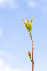 Sticker - Blue sky and fresh tree twig