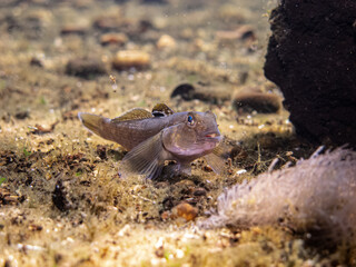 Little round goby fish, neogobius melanostomus, at the bottom of the crystal clear clean water of Danube river, nestled on the sand under water next to big black rock behind the white underwater plant