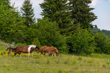 Wall Mural - horses in the meadow