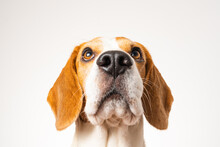 Dog Headshoot Isolated Against White Background. Beagle Dog Looking Up.