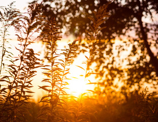 Aufkleber - Summer colorful  landscape with wildflowers at sunset. Evening sunset