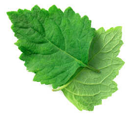 Sticker - fresh Patchouli (Pogostemon cablin) leaves isolated on the white background, top view