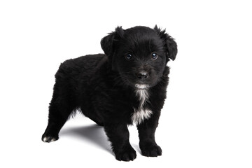 Poster - black puppy isolated