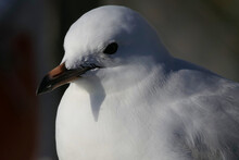 Close Up Portrait Of Beautiful White Seagull