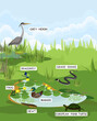 Pond biotope with different animals (bird, reptile, amphibians) in their natural habitat