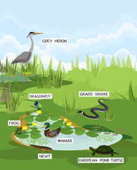 Poster - Pond biotope with different animals (bird, reptile, amphibians) in their natural habitat