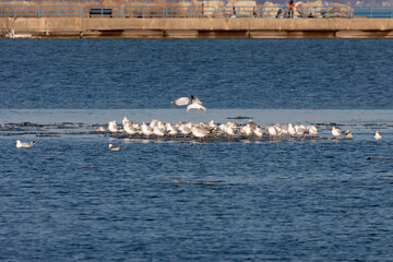 Sticker - a flock of seagulls on an ice floe