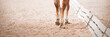 The legs of a sorrel horse stepping hooves on the sand in an outdoor arena at a dressage competition. Equestrian sports. Horse riding. Trot.