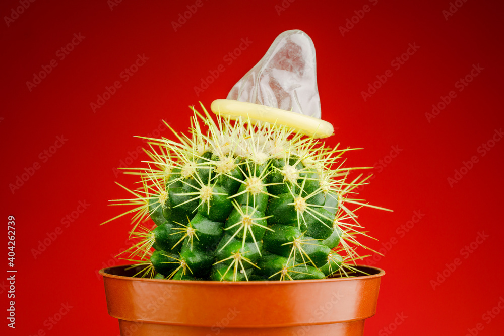 mistletoe cactus rhipsalis baccifera Mistletoe Cactus (Rhipsalis baccifera) Live Plant - Elegant Trailing  Succulent